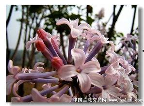 国产丁香网,探索中医药文化的瑰宝与传承